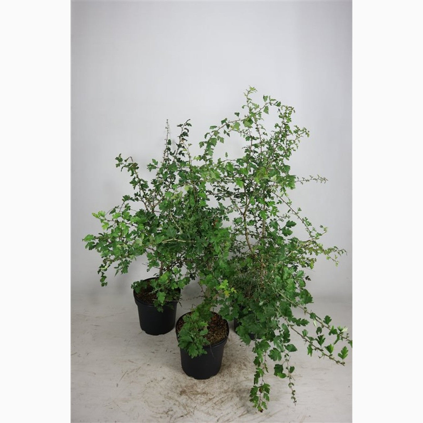 Hagtorn – Crataegus monogyna - C7,5 100-125 CM
